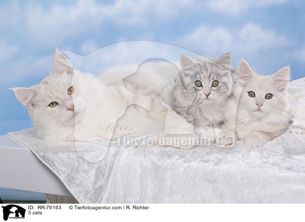 3 Katzen / 3 cats / RR-76163