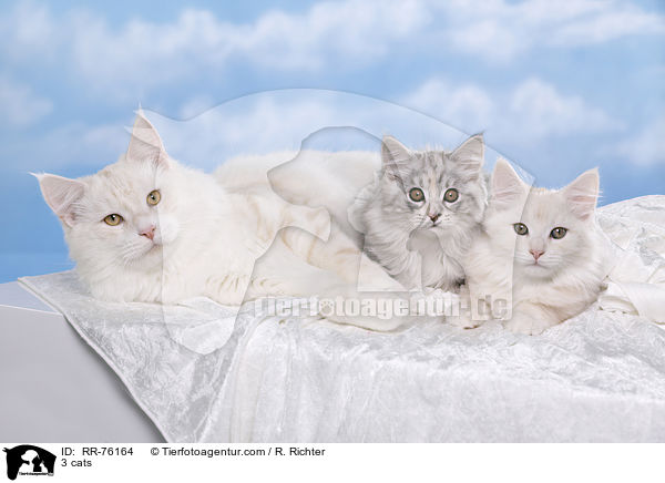 3 Katzen / 3 cats / RR-76164