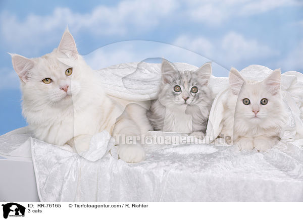 3 Katzen / 3 cats / RR-76165