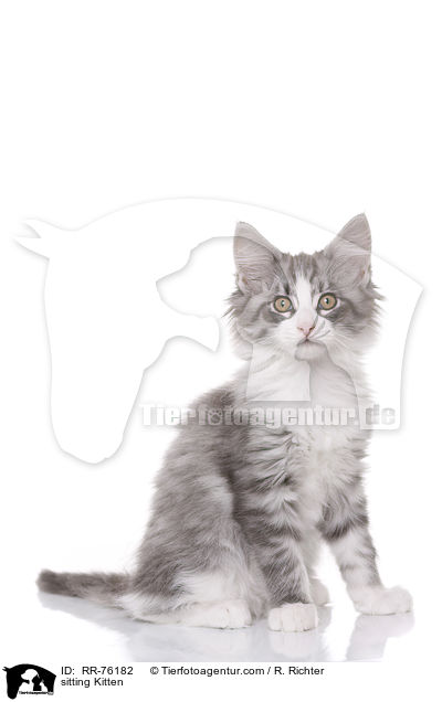 sitzendes Ktzchen / sitting Kitten / RR-76182