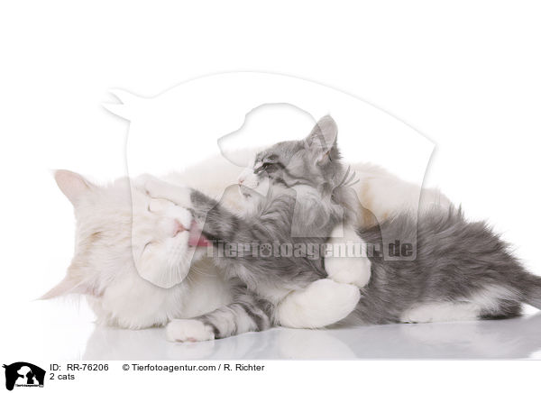 2 Katzen / 2 cats / RR-76206