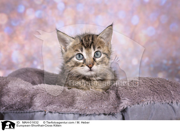 Europisch-Kurzhaar-Mischling Ktzchen / European-Shorthair-Cross Kitten / MAH-01632