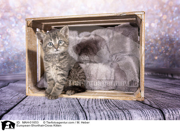 Europisch-Kurzhaar-Mischling Ktzchen / European-Shorthair-Cross Kitten / MAH-01653