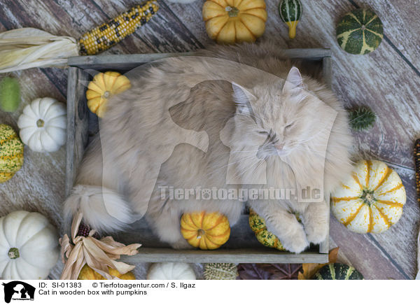 Katze in Holzkiste mit Krbissen / Cat in wooden box with pumpkins / SI-01383