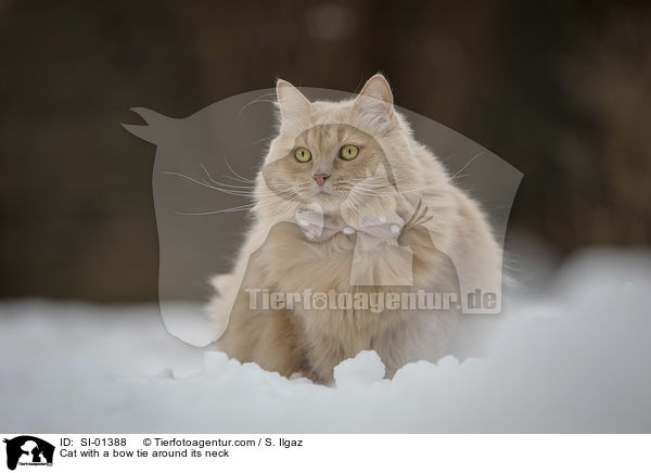 Katze mit Fliege um den Hals / Cat with a bow tie around its neck / SI-01388