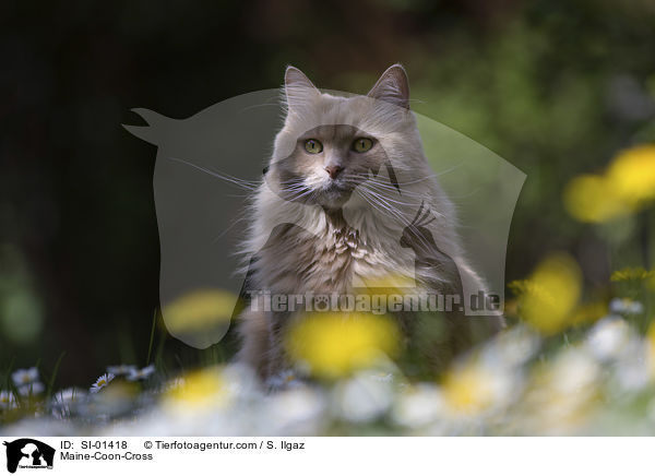 Maine-Coon-Mix / Maine-Coon-Cross / SI-01418