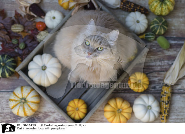 Katze in Holzkiste mit Krbissen / Cat in wooden box with pumpkins / SI-01429