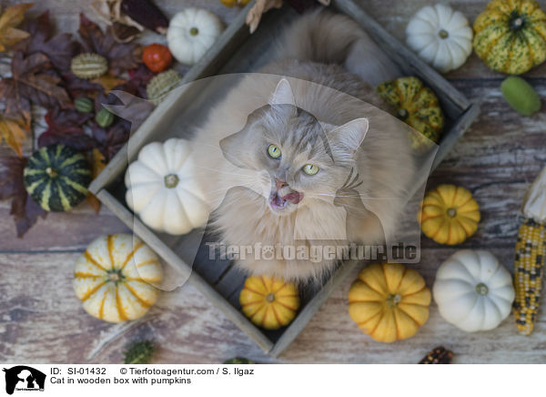 Katze in Holzkiste mit Krbissen / Cat in wooden box with pumpkins / SI-01432