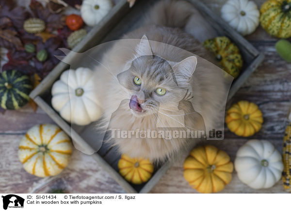 Katze in Holzkiste mit Krbissen / Cat in wooden box with pumpkins / SI-01434
