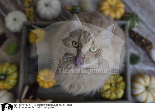 Katze in Holzkiste mit Krbissen / Cat in wooden box with pumpkins / SI-01471