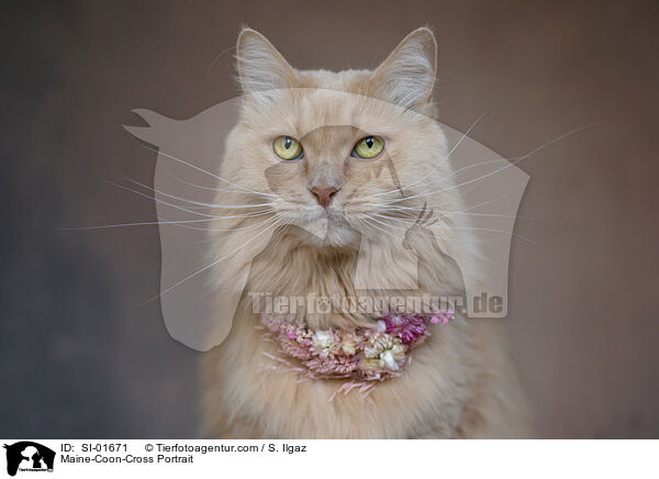 Maine-Coon-Mischling Portrait / Maine-Coon-Cross Portrait / SI-01671