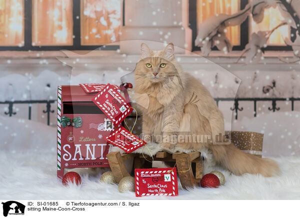 sitzender Maine-Coon-Mischling / sitting Maine-Coon-Cross / SI-01685