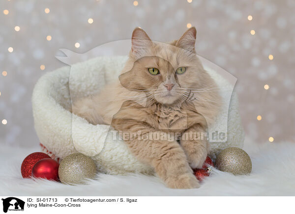 liegender Maine-Coon-Mischling / lying Maine-Coon-Cross / SI-01713