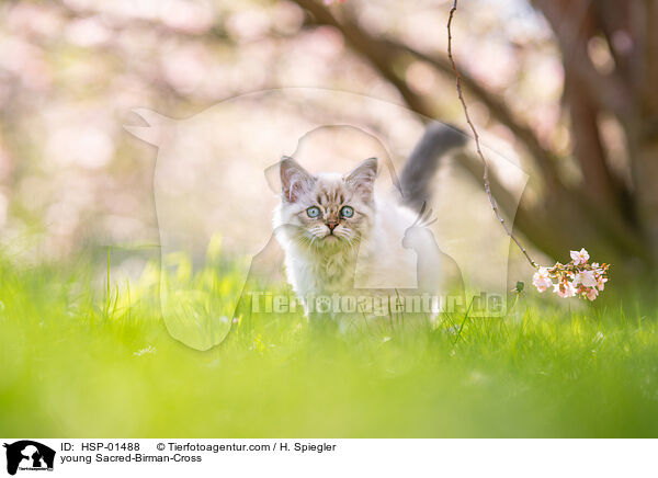 junger Heilige-Birma-Mischling / young Sacred-Birman-Cross / HSP-01488