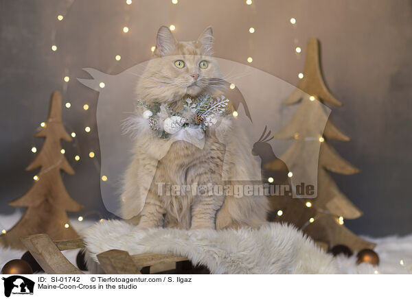 Maine-Coon-Mischling im Studio / Maine-Coon-Cross in the studio / SI-01742