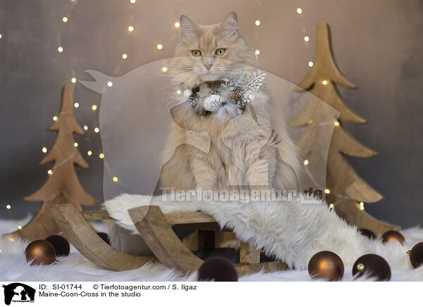 Maine-Coon-Mischling im Studio / Maine-Coon-Cross in the studio / SI-01744