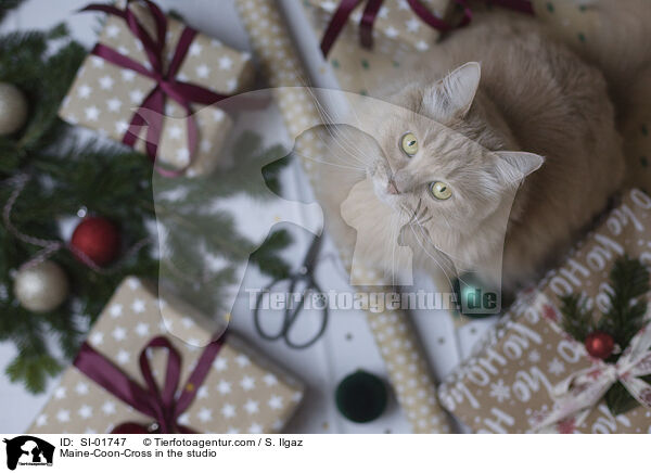 Maine-Coon-Cross in the studio / SI-01747