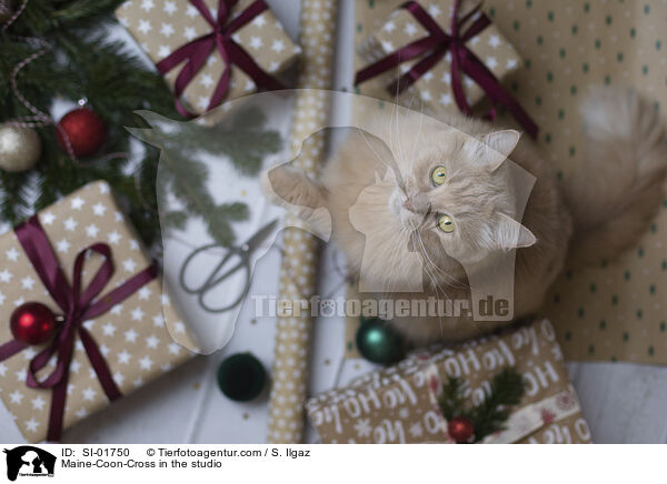 Maine-Coon-Mischling im Studio / Maine-Coon-Cross in the studio / SI-01750