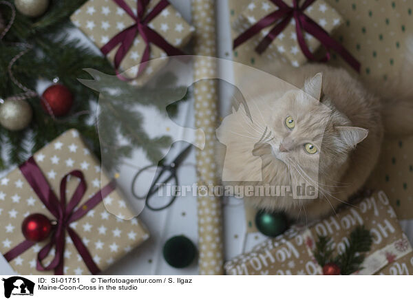 Maine-Coon-Mischling im Studio / Maine-Coon-Cross in the studio / SI-01751