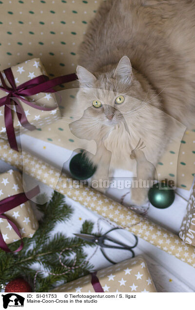 Maine-Coon-Mischling im Studio / Maine-Coon-Cross in the studio / SI-01753