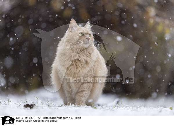 Maine-Coon-Mischling im Schnee / Maine-Coon-Cross in the snow / SI-01757