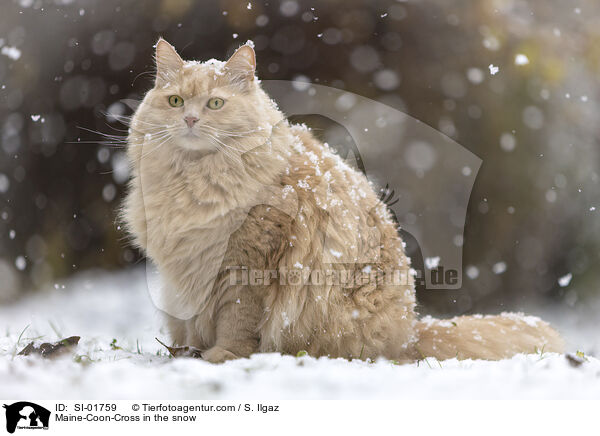 Maine-Coon-Mischling im Schnee / Maine-Coon-Cross in the snow / SI-01759