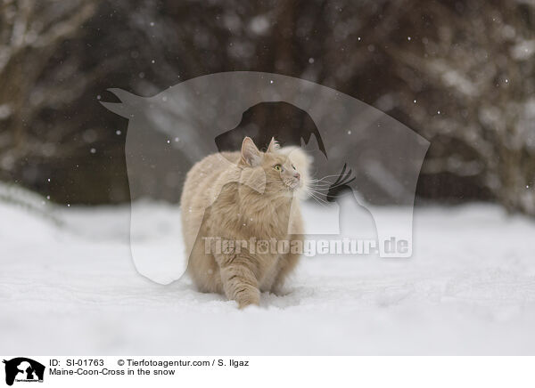 Maine-Coon-Mischling im Schnee / Maine-Coon-Cross in the snow / SI-01763