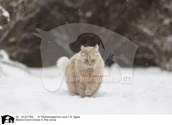 Maine-Coon-Mischling im Schnee / Maine-Coon-Cross in the snow / SI-01764