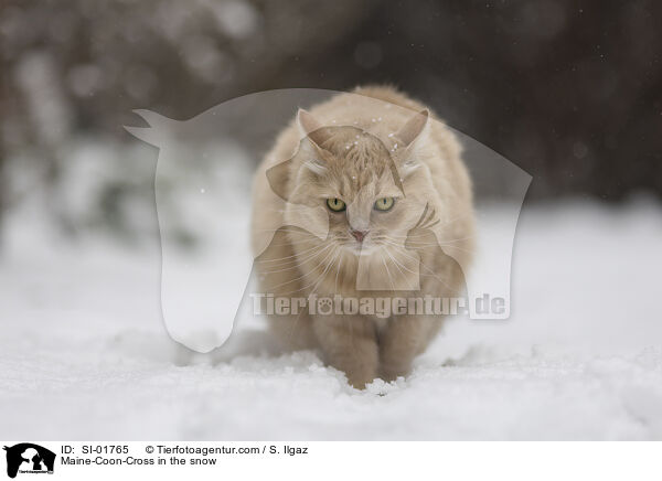 Maine-Coon-Mischling im Schnee / Maine-Coon-Cross in the snow / SI-01765