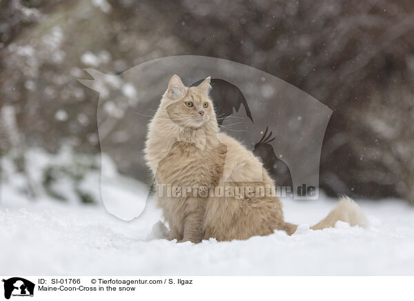 Maine-Coon-Mischling im Schnee / Maine-Coon-Cross in the snow / SI-01766