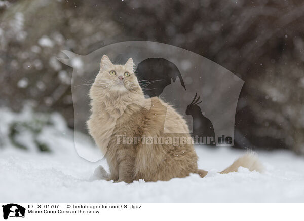 Maine-Coon-Mischling im Schnee / Maine-Coon-Cross in the snow / SI-01767