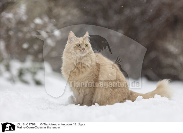 Maine-Coon-Mischling im Schnee / Maine-Coon-Cross in the snow / SI-01768