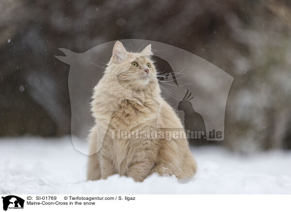 Maine-Coon-Mischling im Schnee / Maine-Coon-Cross in the snow / SI-01769