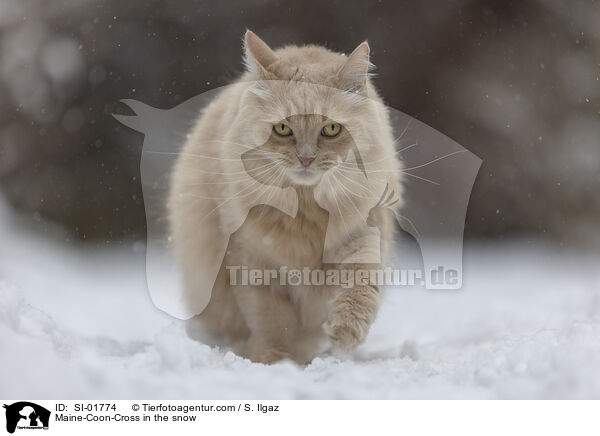 Maine-Coon-Mischling im Schnee / Maine-Coon-Cross in the snow / SI-01774