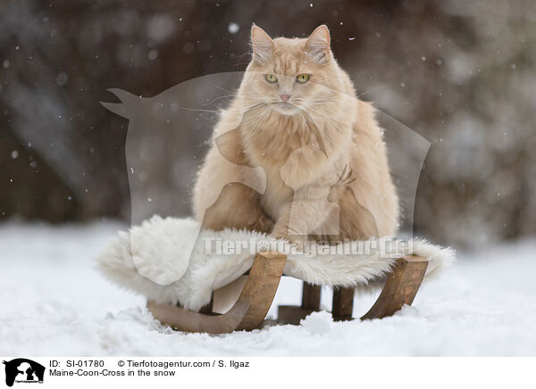 Maine-Coon-Mischling im Schnee / Maine-Coon-Cross in the snow / SI-01780