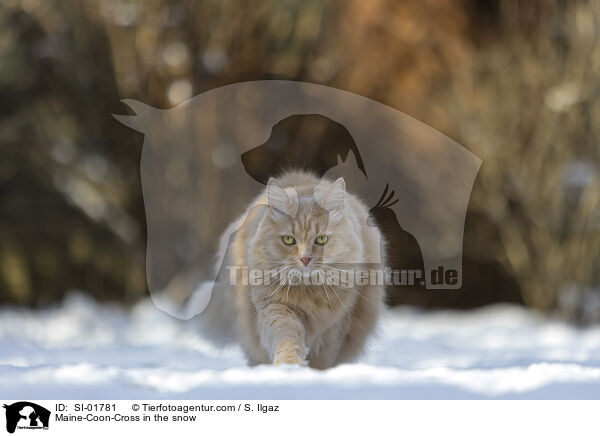 Maine-Coon-Mischling im Schnee / Maine-Coon-Cross in the snow / SI-01781