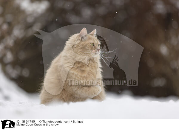 Maine-Coon-Mischling im Schnee / Maine-Coon-Cross in the snow / SI-01785