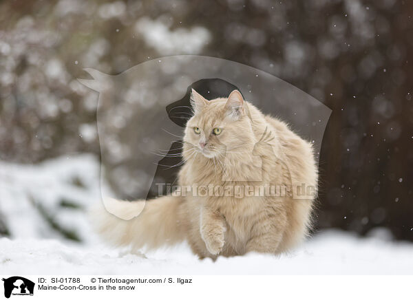 Maine-Coon-Mischling im Schnee / Maine-Coon-Cross in the snow / SI-01788