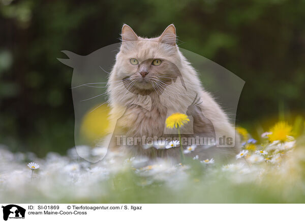 cremefarbener Maine-Coon-Mischling / cream Maine-Coon-Cross / SI-01869