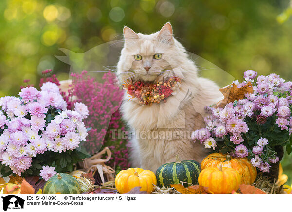 cremefarbener Maine-Coon-Mischling / cream Maine-Coon-Cross / SI-01890