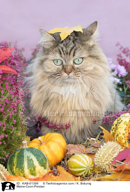 Maine-Coon-Perser / Maine-Coon-Persian / KAB-01399