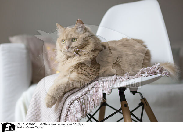 Maine-Coon-Mischling / Maine-Coon-Cross / SI-02000