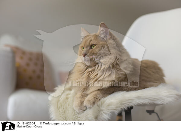 Maine-Coon-Mischling / Maine-Coon-Cross / SI-02004