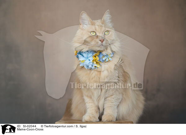 Maine-Coon-Mischling / Maine-Coon-Cross / SI-02044