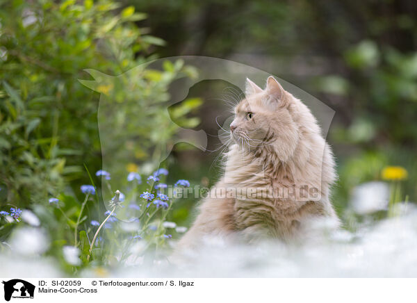 Maine-Coon-Mischling / Maine-Coon-Cross / SI-02059