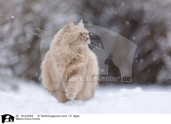 Maine-Coon-Mischling / Maine-Coon-Cross / SI-02082