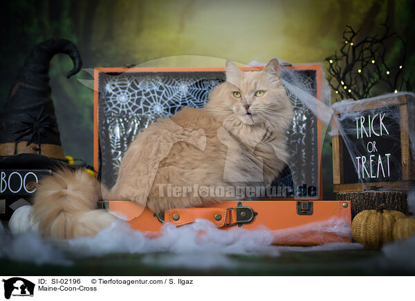 Maine-Coon-Cross / SI-02196