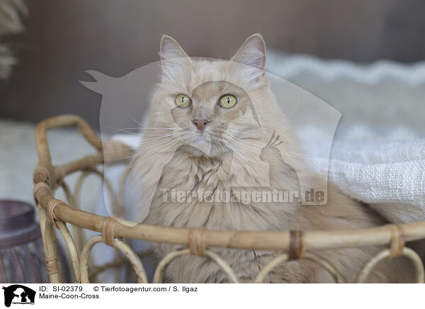 Maine-Coon-Mischling / Maine-Coon-Cross / SI-02379