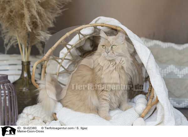 Maine-Coon-Mischling / Maine-Coon-Cross / SI-02380