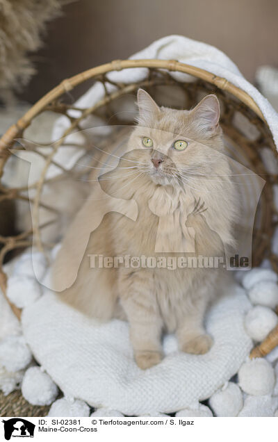 Maine-Coon-Mischling / Maine-Coon-Cross / SI-02381